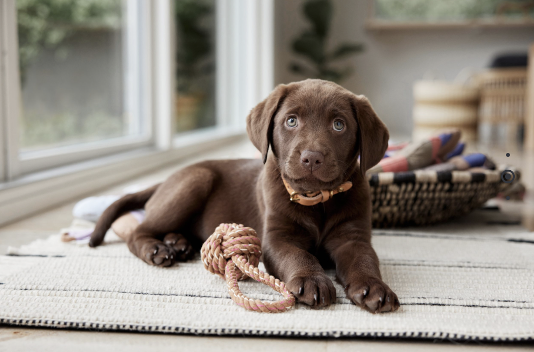 OYOY Zoo tirimismänguasi Otto - Image 2