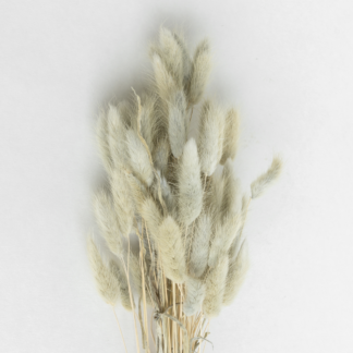 COOEE - kuivatatud lilled, Lagurus Ash