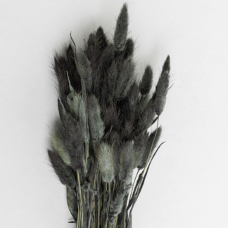 COOEE - kuivatatud lilled, Lagurus Black