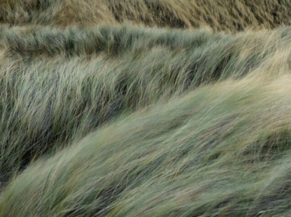 CIAO - Pulkdeodorant Lemongrass Glow - Image 2